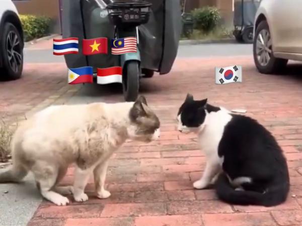 Konflik 'SEAblings' vs KNetz